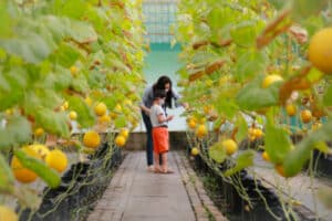 sustainable education, learning garden, urban farming, vertical farm, greenhouse gas emissions, carbon literacy
