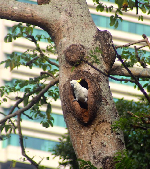 HKU Researchers Partner with Schools to Install Nest Boxes for Critically Endangered Cockatoos